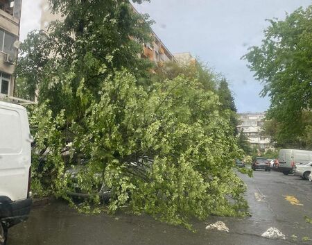 Бурята събори дърво върху лек автомобил в бургаския ж.к."Изгрев"