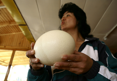 Опасност от яйца с ГМО на пазара?