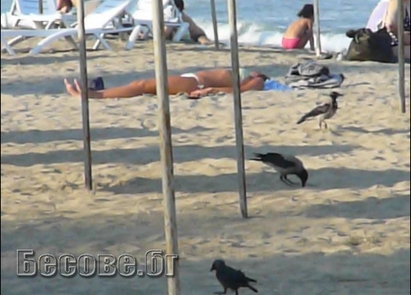 Гларусите изчезват от бургаския плаж, наблюдава се нашествие на врани