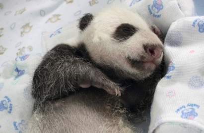 Бебе-панда умря мистериозно във Вашингтон