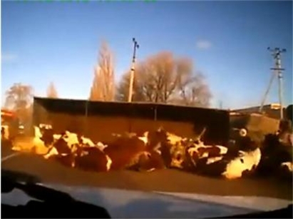 Камион се обърна, изсипа стадо крави на пътя (видео)
