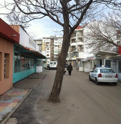 Асфалтирано дърво цъфна на улица в Бургас