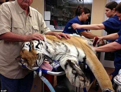 Оперираха тигър заради 4 кг косми в стомаха му