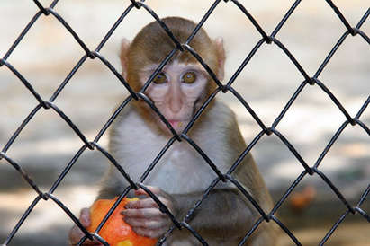 РИОСВ-Бургас погна маймуните в Слънчев бряг