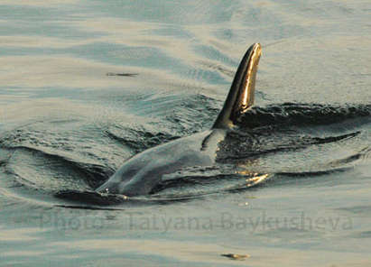 Делфини събраха погледите в пристанището в Черноморец