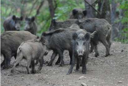 Диви свине изскочиха пред Опел на магистрала "Тракия", пътничка пострада