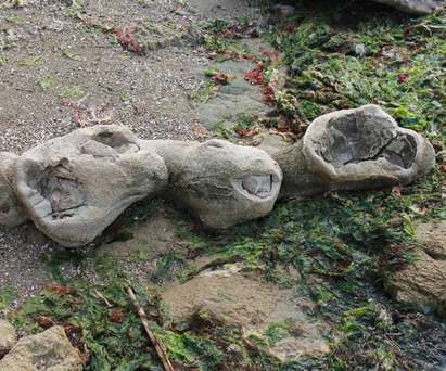 Кости на древни животни изумиха руски журналист на плажа в Ахелой, оказаха се геоложка особеност