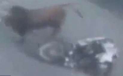 Бик избяга от кланица, уби мотоциклетист (ВИДЕО)
