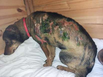 Ученик от Комлука е извергът, подпалил живо бездомното куче