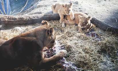 Още четири убийства в скандалния зоопарк на Копенхаген, ликвидираха семейство лъвове