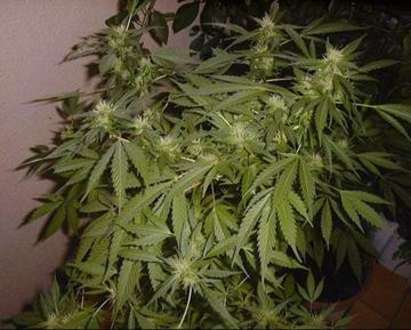 25-годишен пазил торба с марихуана в дома си в бургаския ж.к. „Лазур”