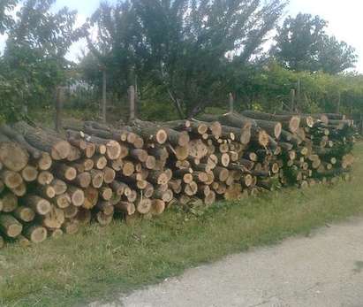 Лесовъди: Дърветата се секат безобразно, България ще остане без гори след няколко години
