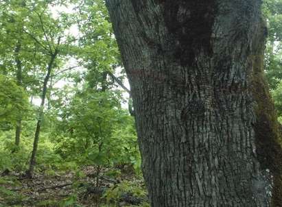 Варвари секат вековни гори в Странджа, дърветата били болни