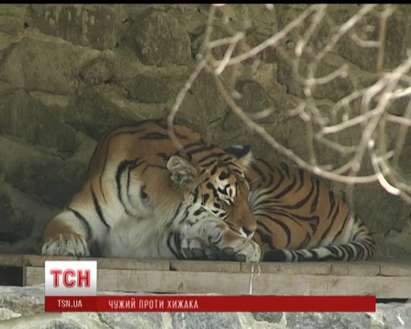Пиян украинец нападна тигър с пистолет, изплашил го до смърт (ВИДЕО)