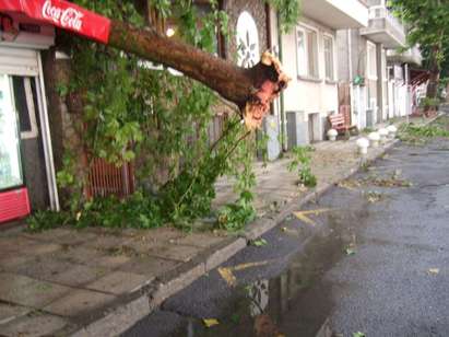 Дървета паднаха в Поморие, затварят част от бул. Яворов