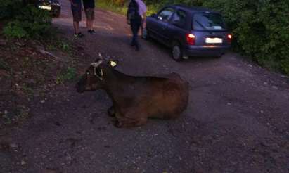 Крадец влачи с колата си крава, вързана за рогата и й строши краката