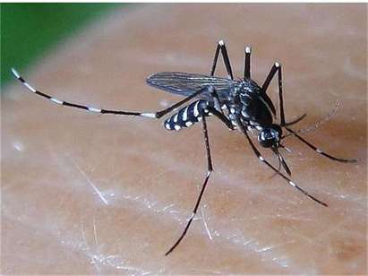 Извънредно! Смъртоносният тигров комар е засечен в Бургас - на тенис корта до Пристанището