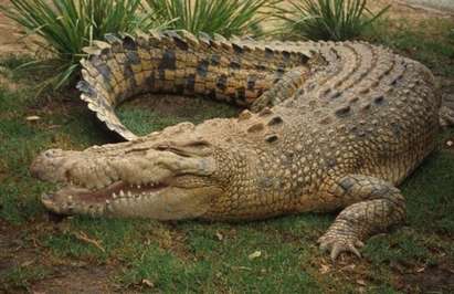 Петметров крокодил втрещи село Баня