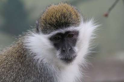 Айтоският зоопарк приюти още една конфискувана маймуна