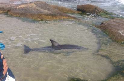 Спасиха бедстващ делфин в морето в Равда