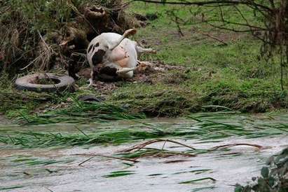 Трупове на животни, изкоренени дървета и пометена реколта остави потопът в бургаските села Извор и Маринка (СНИМКИ)