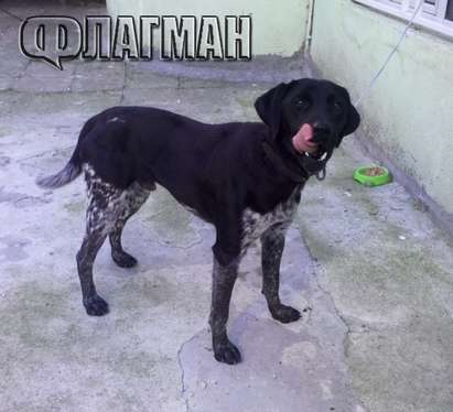 С помощта на Флагман.бг: Изгубеното куче Рич от Бургас откри стопаните си, вече си е у дома