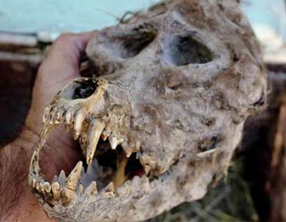 Намериха череп на върколак в македонско село