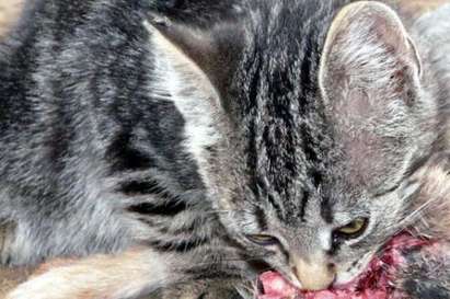 Ужас в Криводолско! Котка яде трупа на стопанина си - късала парчета от главата! (18+)