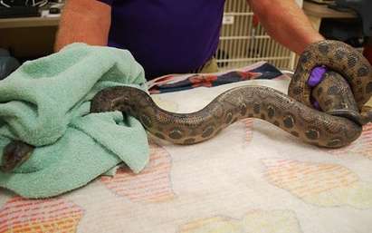 1,5-метрова змия изпълзя от тоалетна, жена в шок (ВИДЕО)