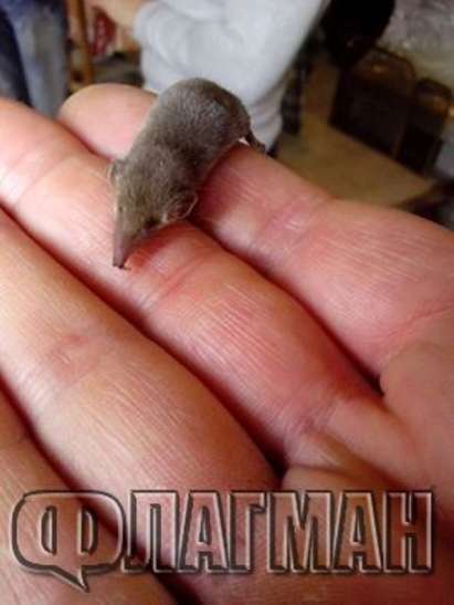 Находка! Откриха най-малкия бозайник в света в поморийското село Медово