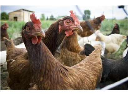 Съмнения за птичи грип по домашни кокошки в село край Бургас