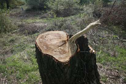 ГЕРБ спира износа на дървесина за три месеца