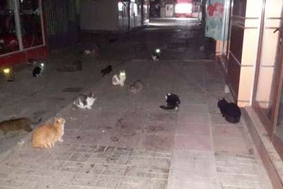 Зарази и бълхи морят бургазлии в центъра заради свърталища на улични котки