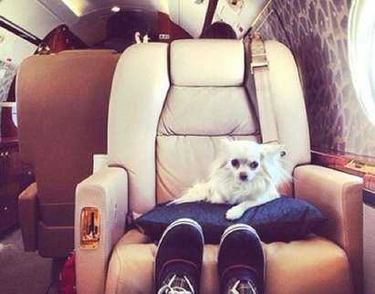 Появи се в Instagram страница за разкошния живот на богатите кучета