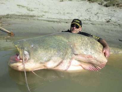Рибари хванаха триметров сом с тегло 127 килограма