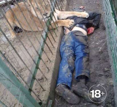 Лъвица уби мъж в зоопарк (СНИМКА 18+)