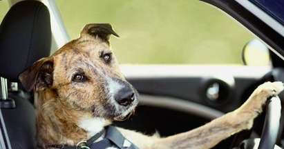 Учат кучета да карат автомобил (ВИДЕО)