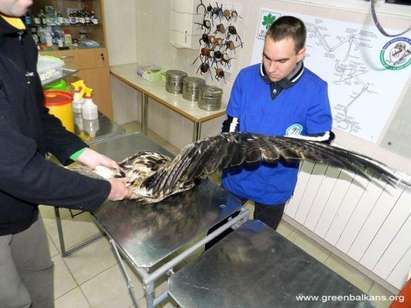 Бракониери убиха царски орел, намерени са следи от сачми по тялото му