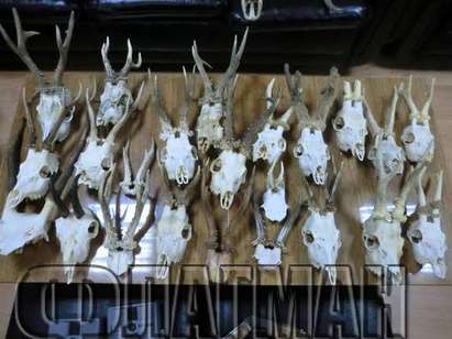 Боен арсенал и над 30 трофея от диви животни откриха в дома на бракониер в Царево (СНИМКИ)