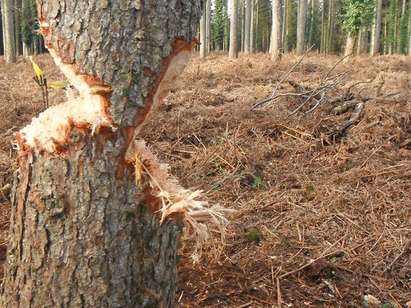 Варварска сеч край Сливен, обезлесява се и защитена местност
