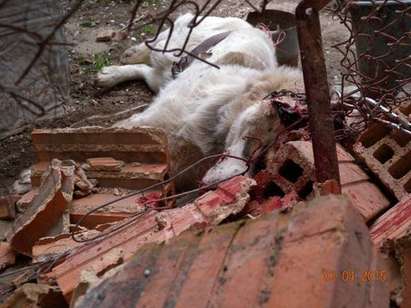 Неописуема жестокост! Изверг размаза с тухли главата на кучето Барак (СНИМКИ 18+)
