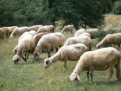 Овцете в Бургаско да са спокойни, ще има къде да пасат!