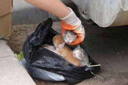 Изрод удуши котка и я хвърли с живите й бебета в боклука