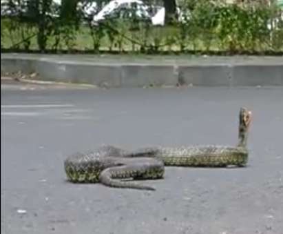 Потрес в Бургас! Двуметрова змия изпълзя насред пътя до Морската градина (ВИДЕО)