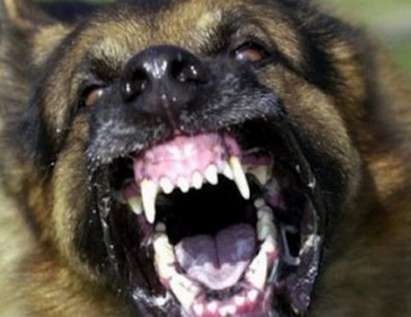 Първо във Флагман: Озверяло куче разкъса крайниците на жена в Дебелт