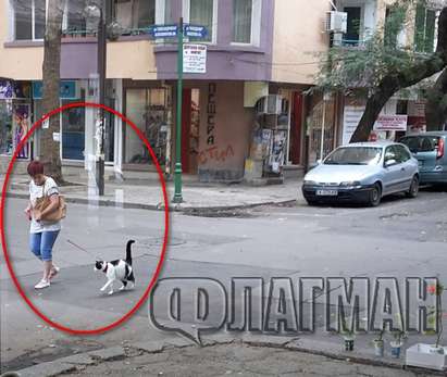 Вдъхновение: Жена разхожда котката си като куче по ларгото в Бургас (СНИМКИ)