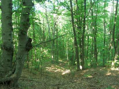Туризъм в резервати – в Тисовица са запазени над 150-годишни дървета