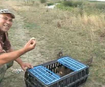 Ловци разселиха 800 яребици, пазят ги от зверове и цигани