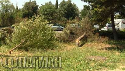 Алармата на Флагман.бг! Кой масово сече дърветата на бул.“Струга“ в Бургас