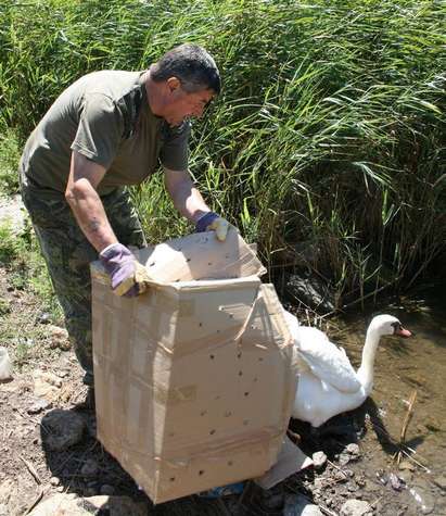 Ням лебед с ранено крило спасен от жител на бургаското село Маринка